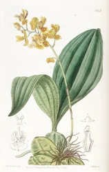 Rudolfiella aurantiaca